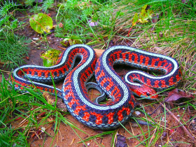 San Fransisco Garter Snake San Fransisco Garter Snake