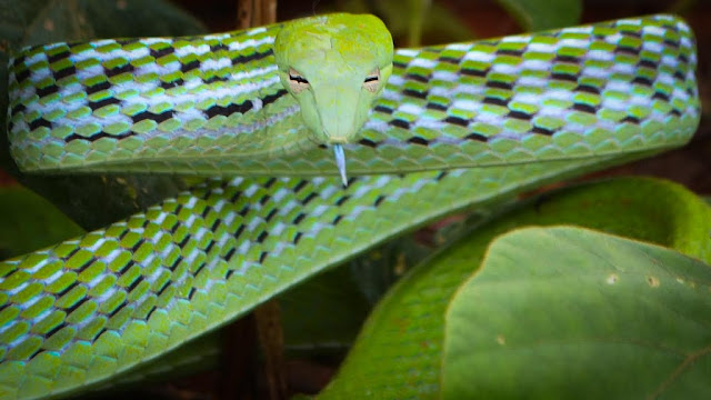 Asian Vine Snake Asian Vine Snake