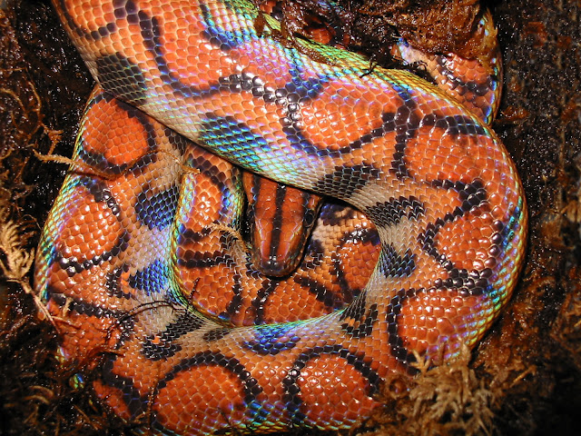 Brazillian Rainbow Boa Brazillian Rainbow Boa