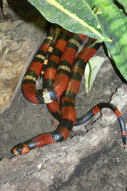 Honduran Milk Snake Honduran Milk Snake