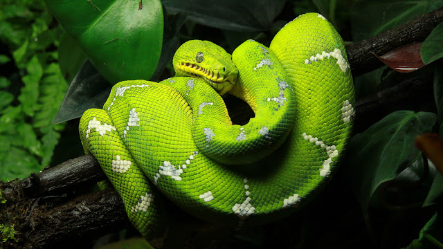 Green Tree Python Green Tree Python